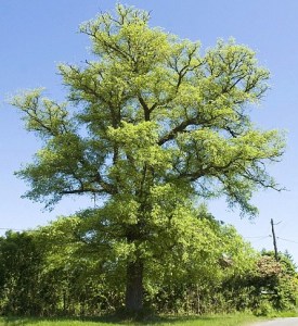 elm-tree